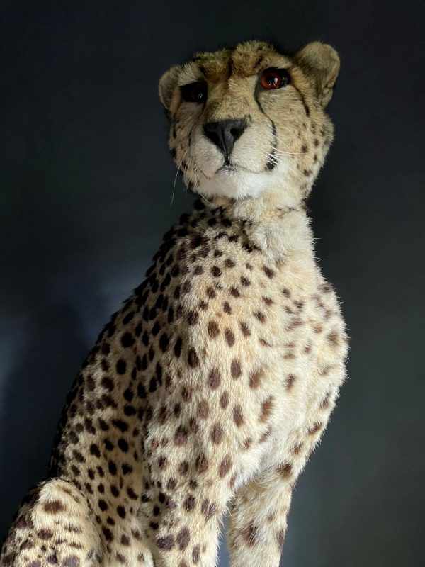 Recent opgezette Cheetah