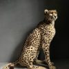 Recent opgezette Cheetah