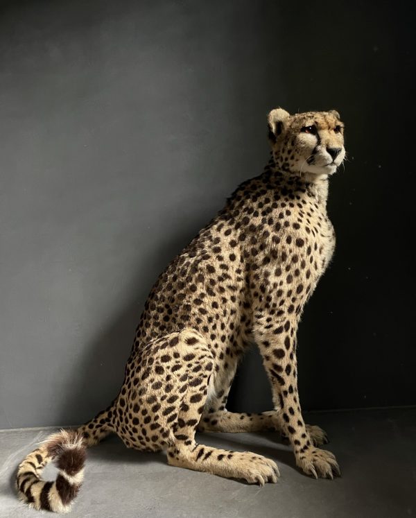 Recent opgezette Cheetah