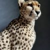 Recent opgezette Cheetah