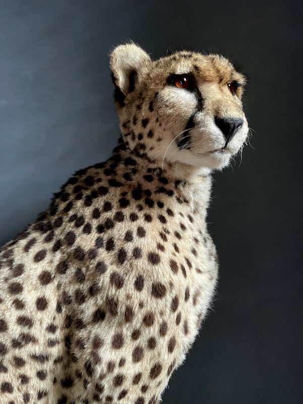 Recent opgezette Cheetah