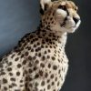 Recent opgezette Cheetah