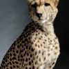 Recent opgezette Cheetah