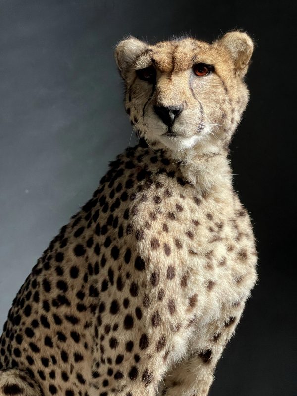 Recent opgezette Cheetah