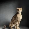 Recent opgezette Cheetah