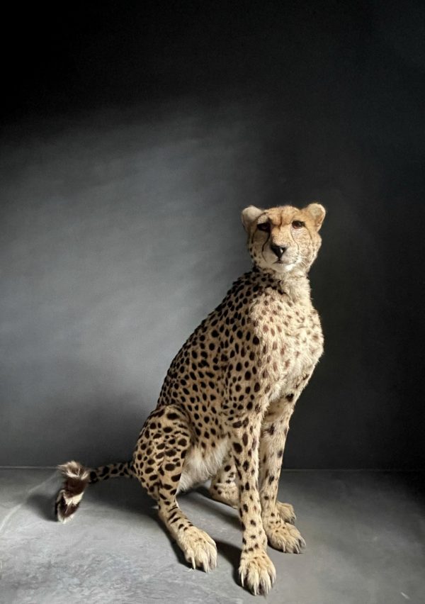 Recent opgezette Cheetah