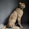 Recent opgezette Cheetah