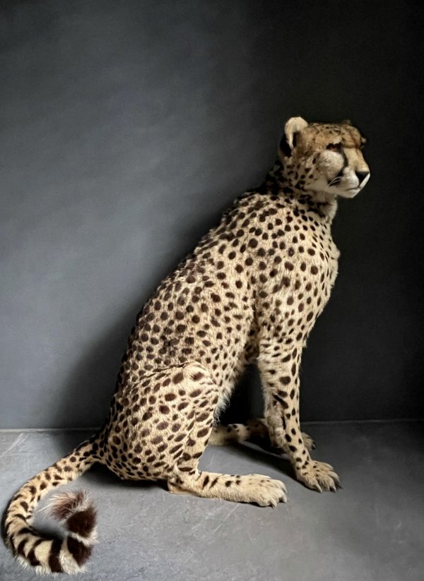 Recent opgezette Cheetah