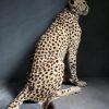 Recent opgezette Cheetah