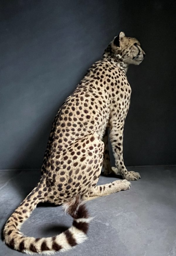 Recent opgezette Cheetah