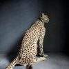 Recent opgezette Cheetah