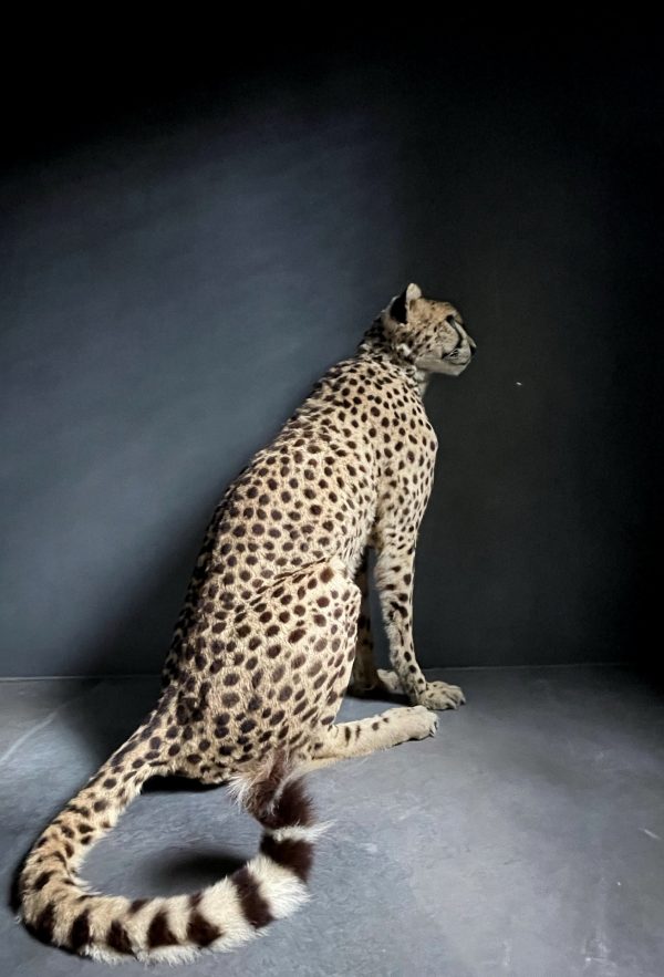 Recent opgezette Cheetah