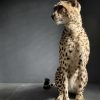 Recent opgezette Cheetah