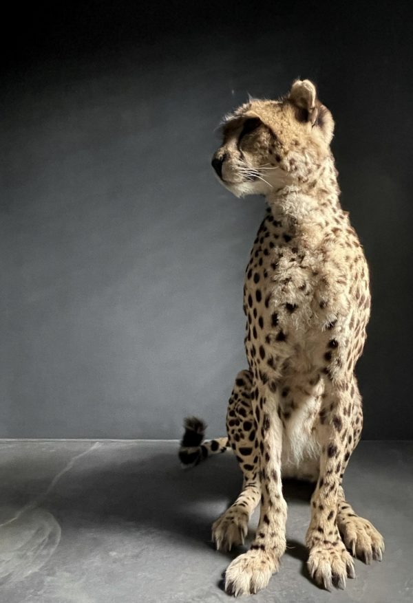 Recent opgezette Cheetah