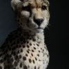 Recent opgezette Cheetah