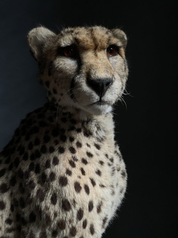 Recent opgezette Cheetah