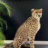 Recent opgezette Cheetah