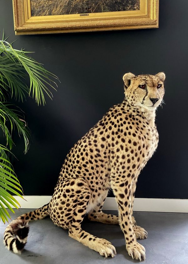 Recent opgezette Cheetah