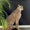 Recent opgezette Cheetah