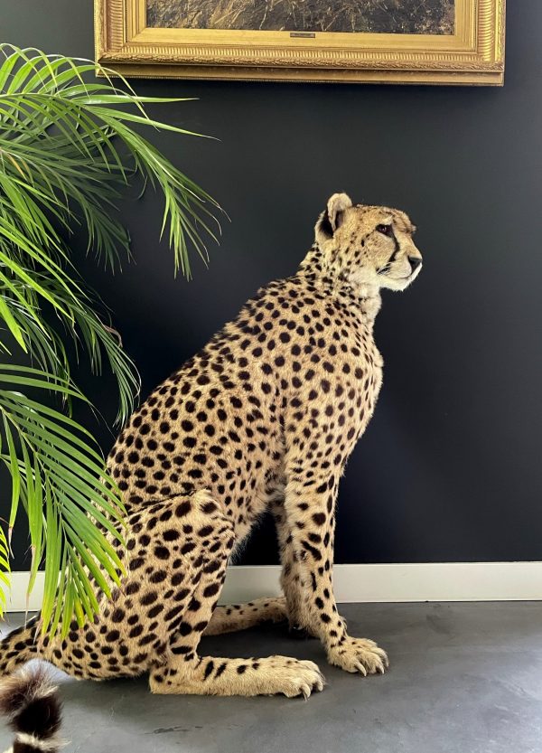 Recent opgezette Cheetah