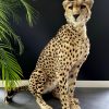 Recent opgezette Cheetah