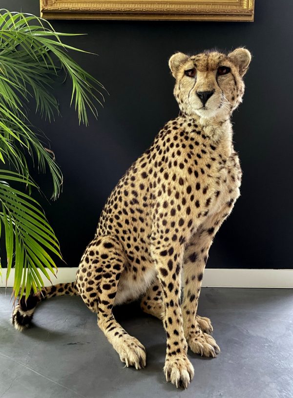 Recent opgezette Cheetah