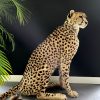 Recent opgezette Cheetah