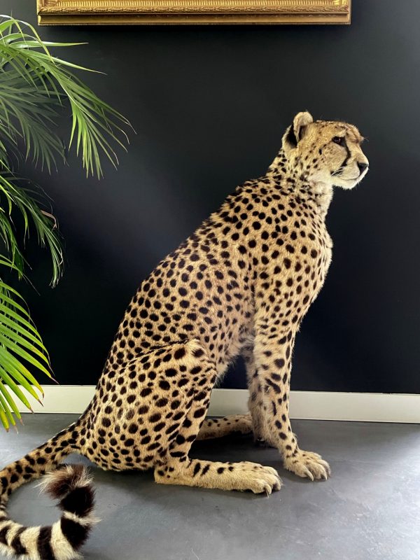 Recent opgezette Cheetah