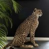 Recent opgezette Cheetah