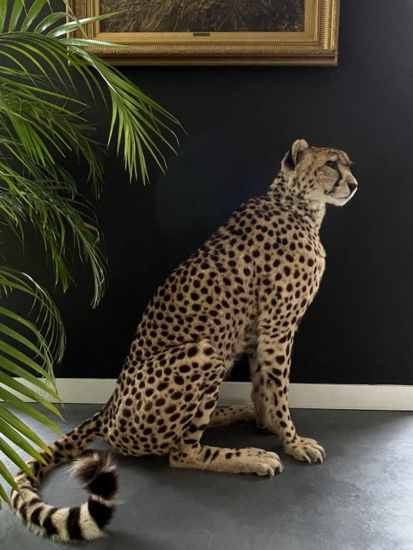 Recent opgezette Cheetah