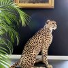 Recent opgezette Cheetah