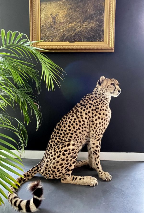 Recent opgezette Cheetah