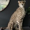 Recent opgezette Cheetah