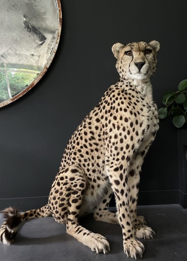 Recent opgezette Cheetah