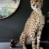 Recent opgezette Cheetah