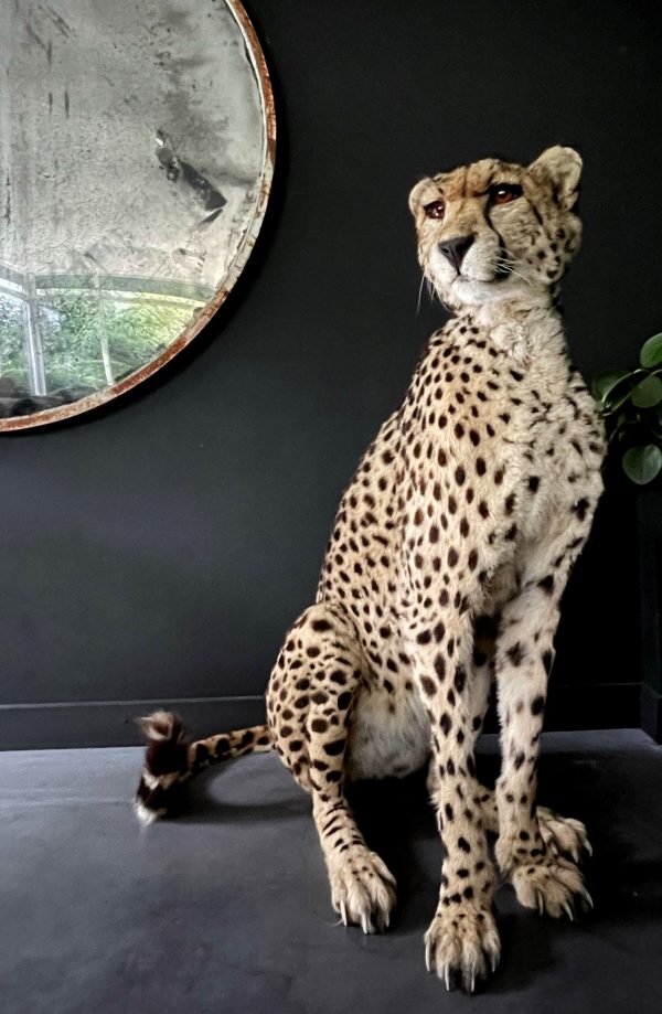 Recent opgezette Cheetah