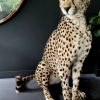 Recent opgezette Cheetah