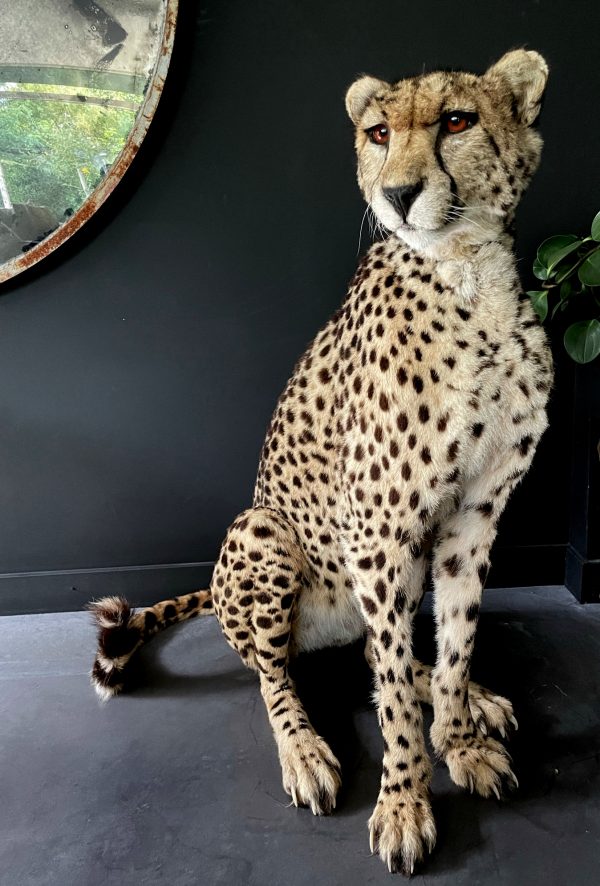 Recent opgezette Cheetah