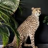 Recent opgezette Cheetah