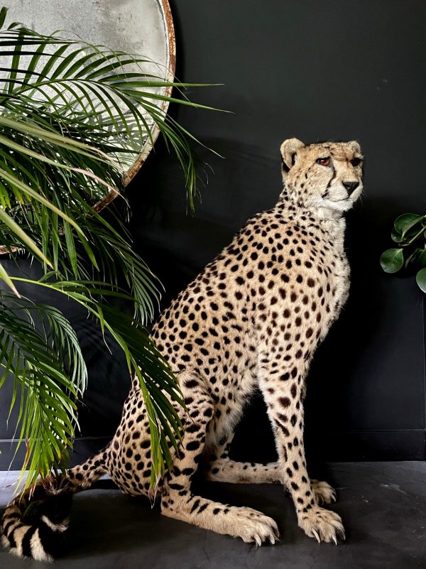 Recent opgezette Cheetah