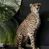 Recent opgezette Cheetah