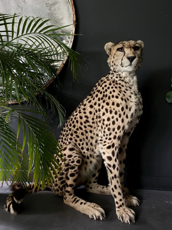 Recent opgezette Cheetah