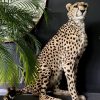 Recent opgezette Cheetah