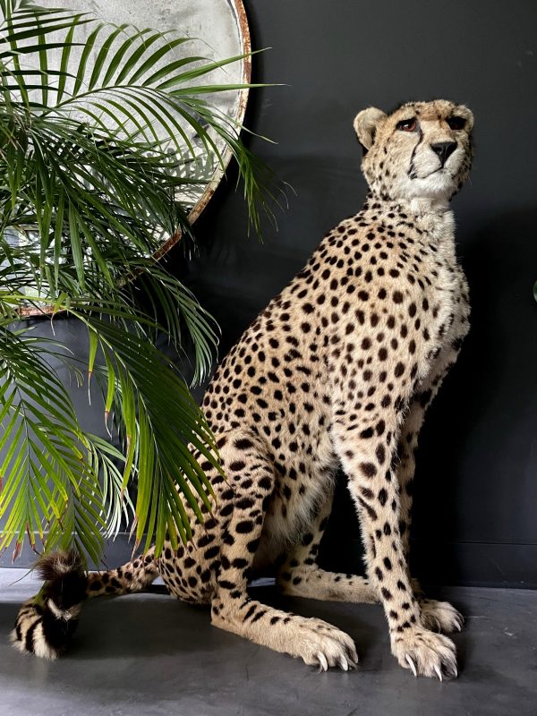 Recent opgezette Cheetah