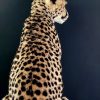 Recent opgezette Cheetah