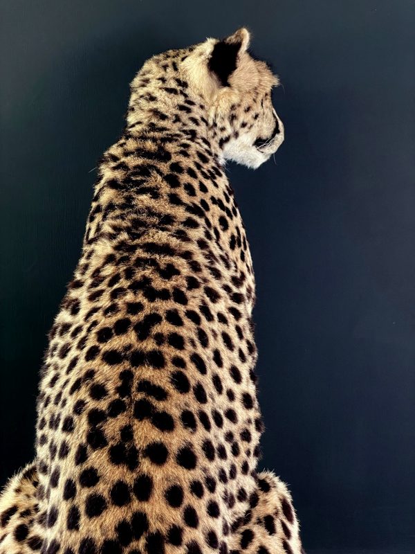 Recent opgezette Cheetah