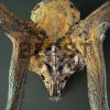 Metallized antlers of a fallow deer