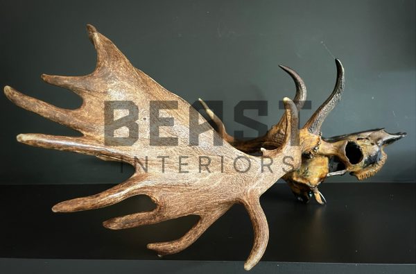 Metallized antlers of a fallow deer