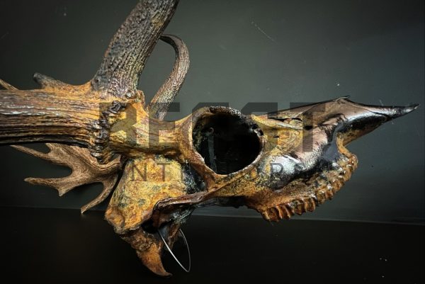 Metallized antlers of a fallow deer