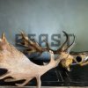 Metallized antlers of a fallow deer
